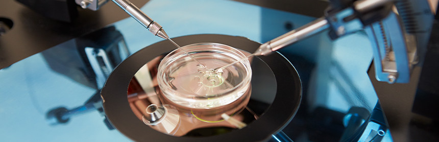 Procedimiento de fecundación in vitro en un laboratorio. Sobre una lámina de cristal redonda está un óvulo y diversos espermatozoides