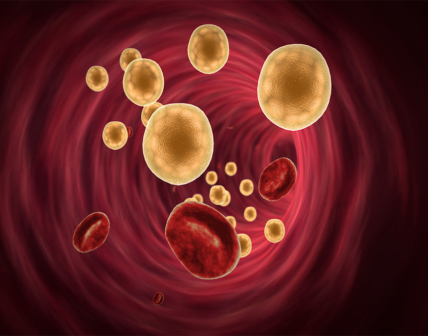 Imagen gráfica de glóbulos rojos y colesterol pasando a través de un torrente sanguíneo