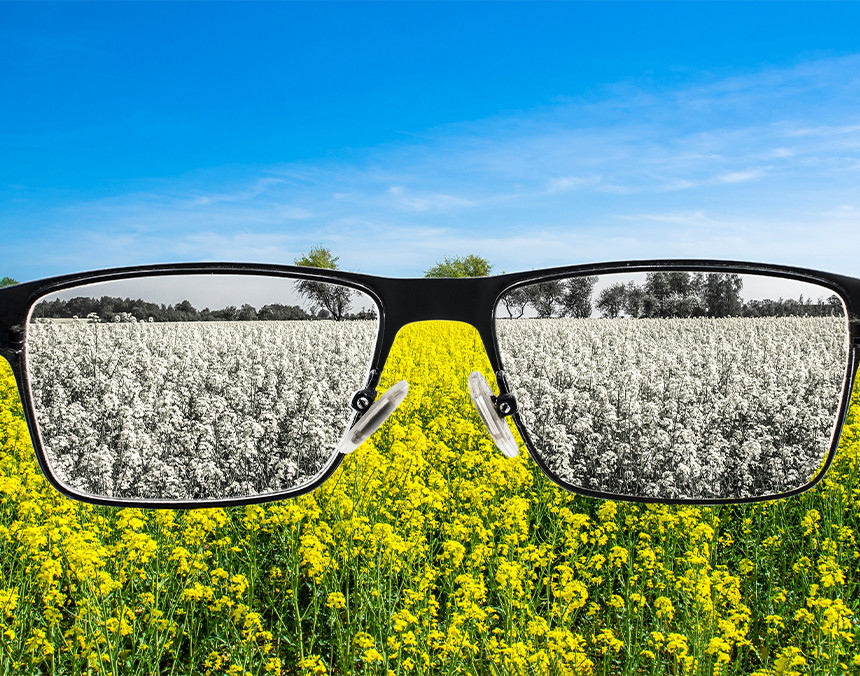 Vista a través de unos lentes una parte de un paisaje en blanco y negro, mientras fuera de los lentes se ven flores amarillas