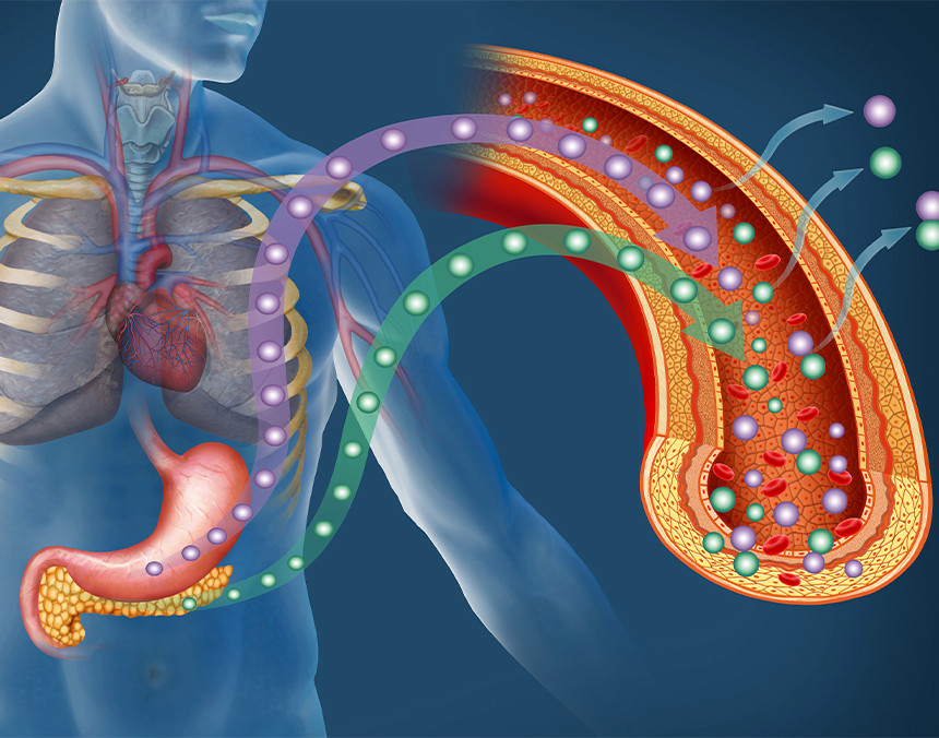 Ilustración descriptiva de la entrada de glucosa en color verde e insulina en color morado en el torrente sanguíneo