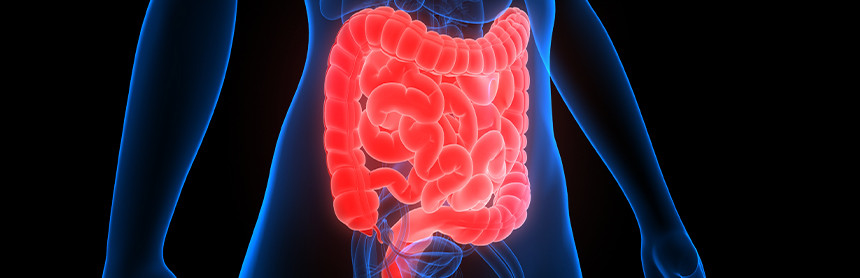 Ilustración 3D del sistema digestivo de color rojo sobre un fondo negro