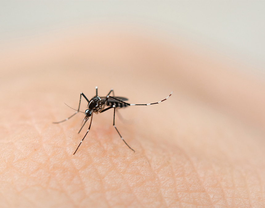Mosquito portador del dengue parado sobre la mano de una persona