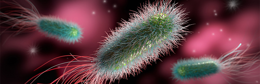 Ilustración 3D de tres bacterias de Salmonella de color verde dentro del organismo