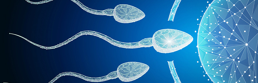 Ilustración de tres espermatozoides y un óvulo de color azul