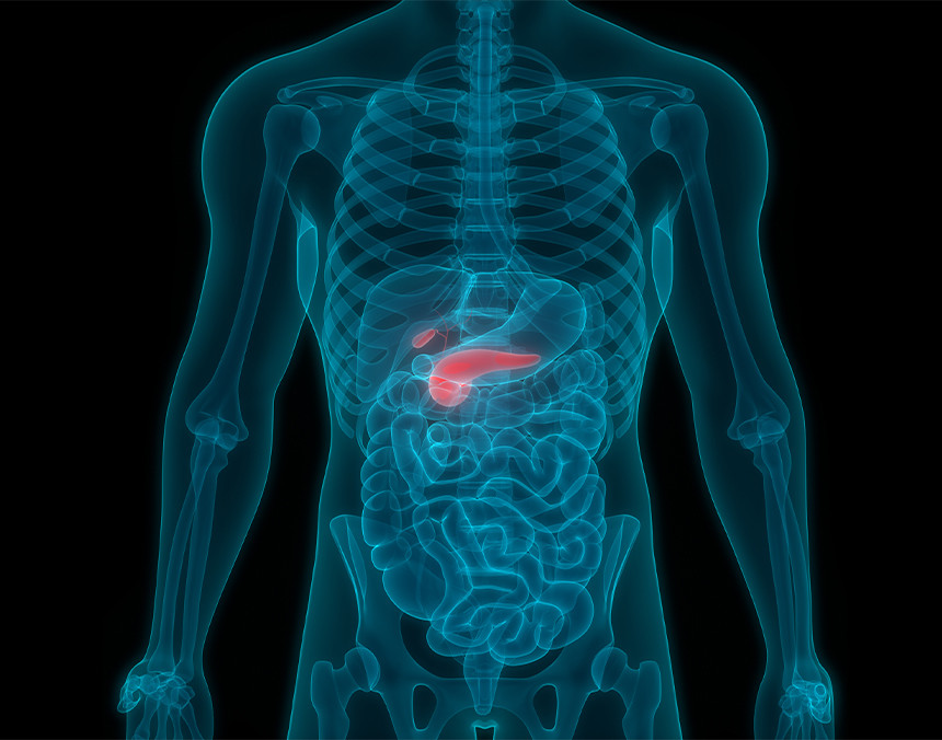 Cuerpo humano en color azul. El páncreas destaca con un color rojo