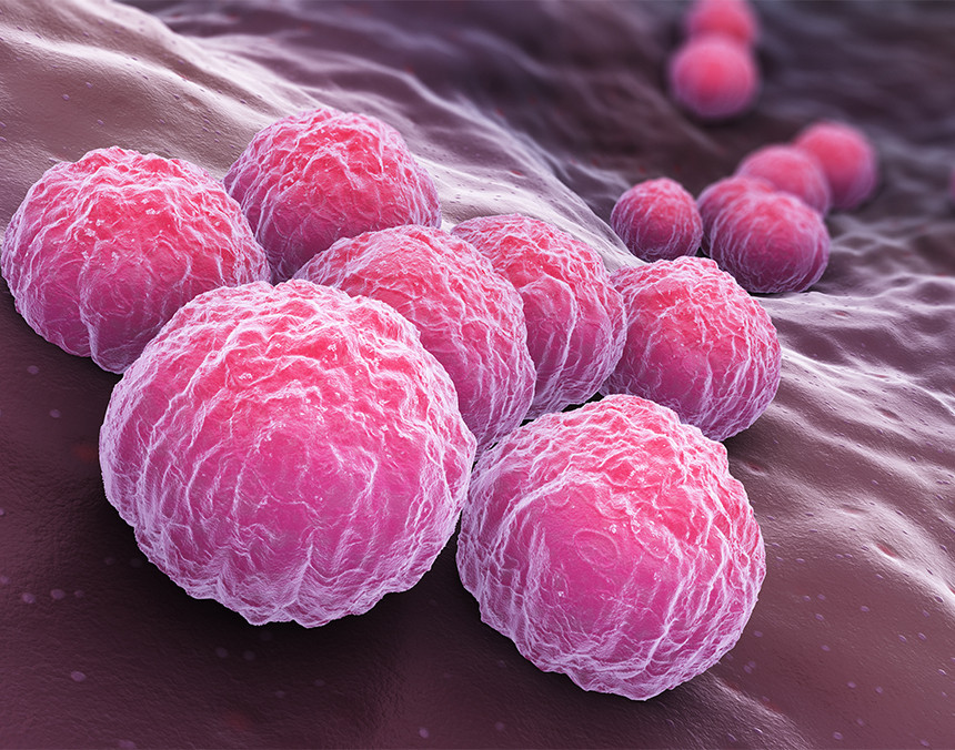 Ilustración de bacterias del virus Clamidia en color rosa