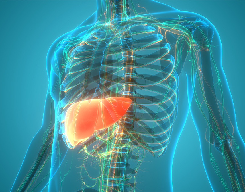 ¿Cuánto tiempo se tarda en recuperar el hígado graso?