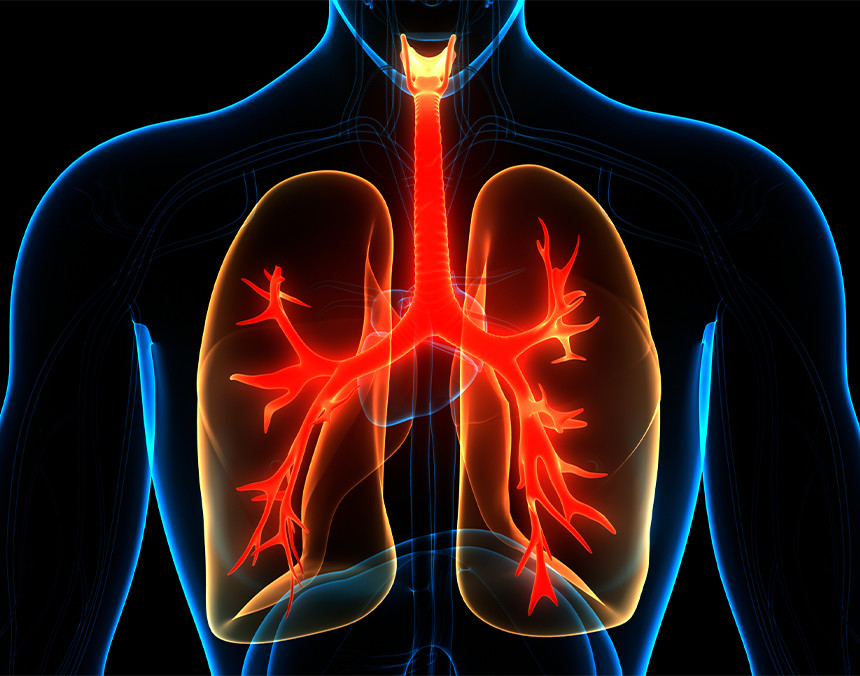 Ilustración de anatomía de cuerpo humano en color azul, resaltando los pulmones con color rojo