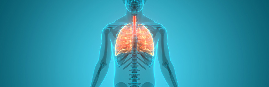 Iliustración 3D de una anatomía humana, resaltando los pulmones con color rojo sobre un fondo azul