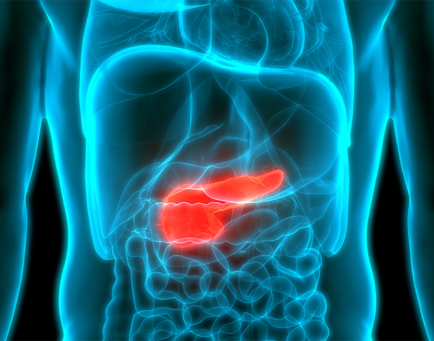 Ilustración de la anatomía del cuerpo humano en color azul, resaltando el páncreas en color rojo