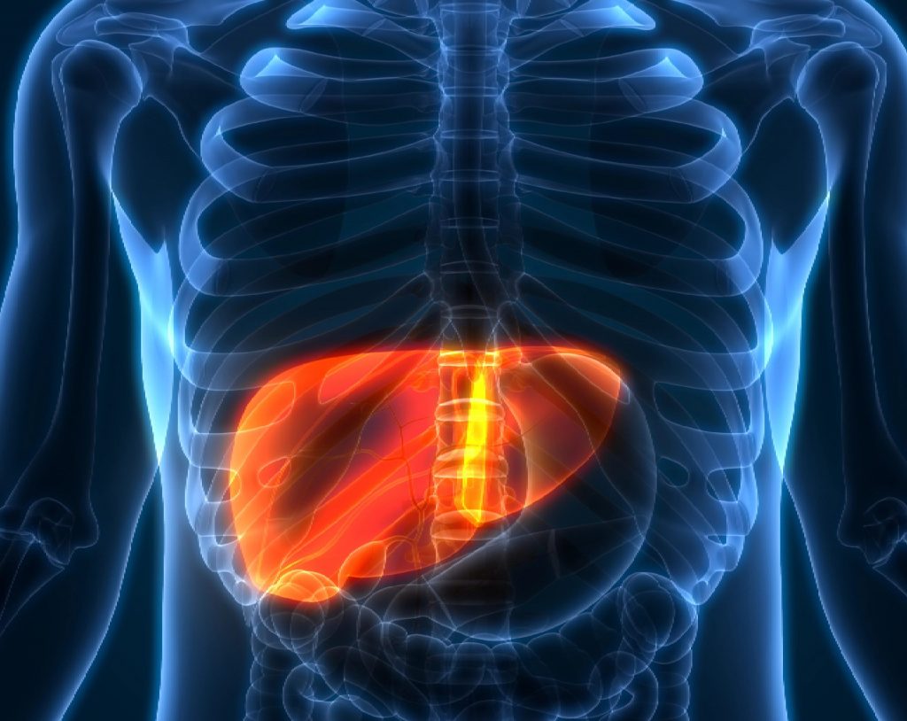 Ilustración 3D de radiografía que muestra el torso de un paciente con el hígado iluminado en color rojo.