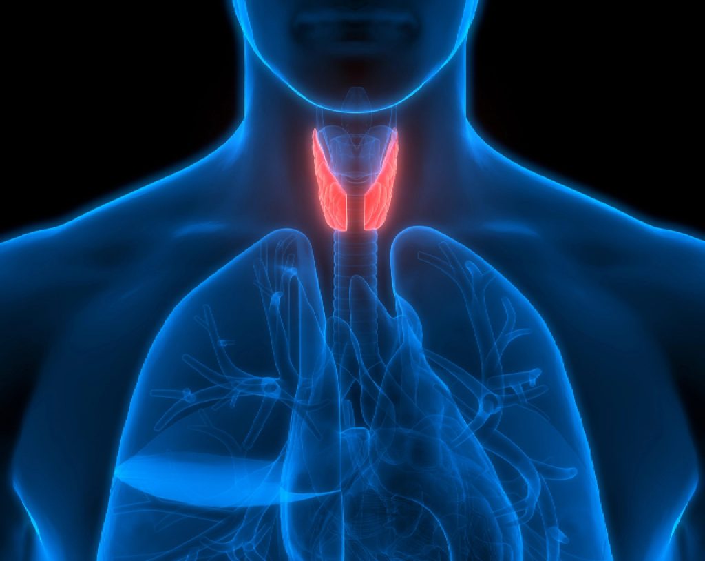 Diagrama en 3D que muestra la figura de una persona y la tiroides marcada en rojo.