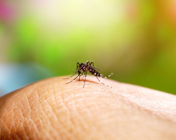 ¿Cómo se previene el dengue?