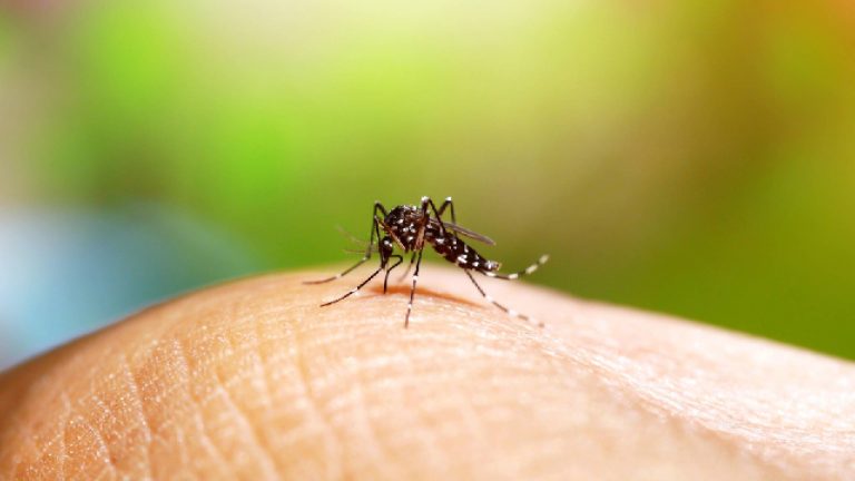 ¿Cómo se previene el dengue?