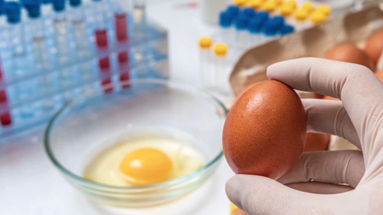 Salmonella: síntomas, causas y cómo prevenirla