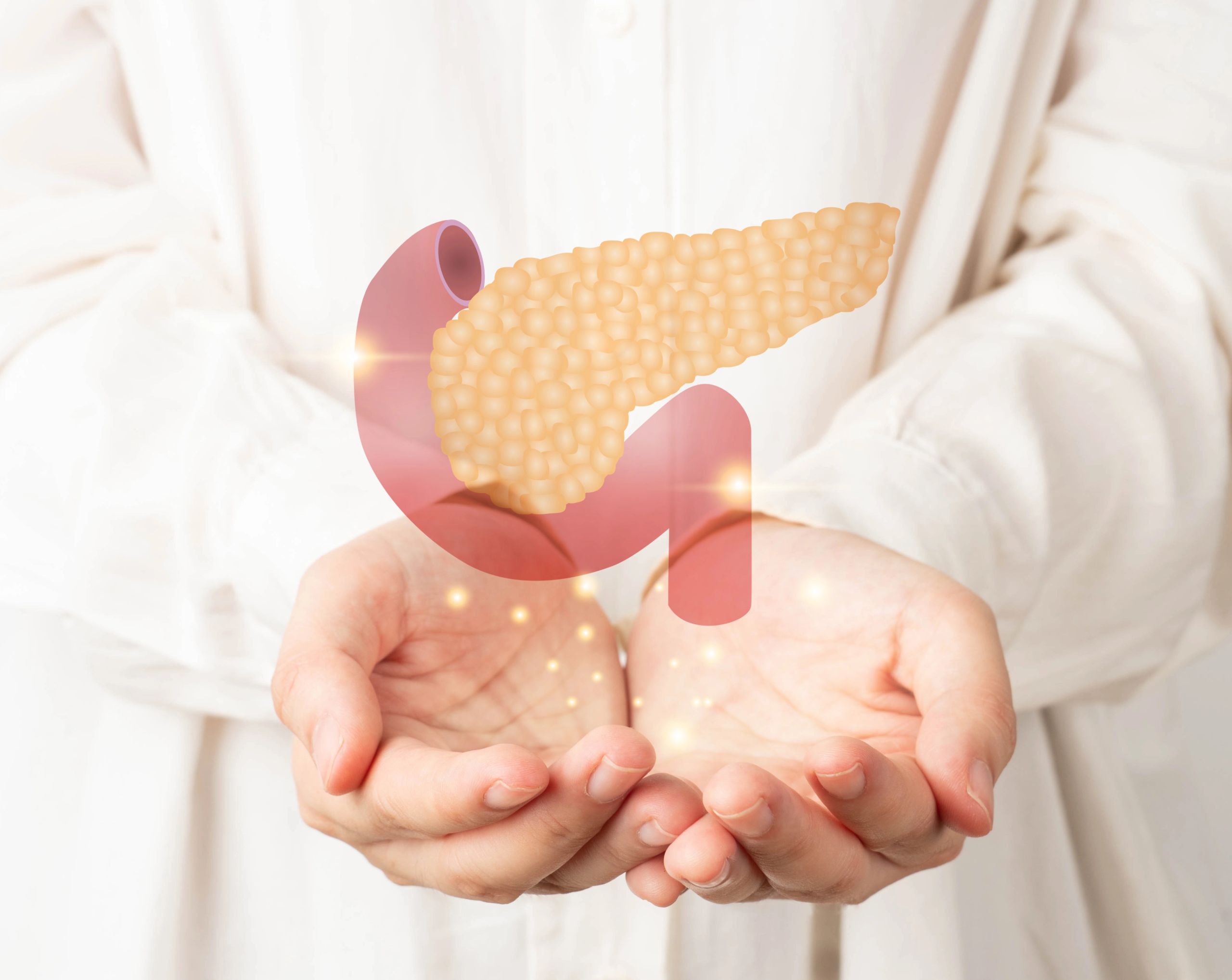 Médico con bata blanca sosteniendo un modelo 3D del páncreas, en representación de la función del páncreas en el organismo.