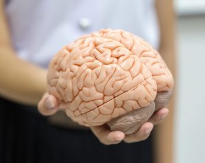 Mujer sostiene un modelo anatómico del cerebro que representa la hidrocefalia.