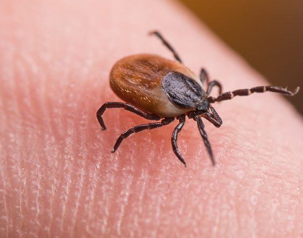 Enfermedad de Lyme: Causas y consecuencias