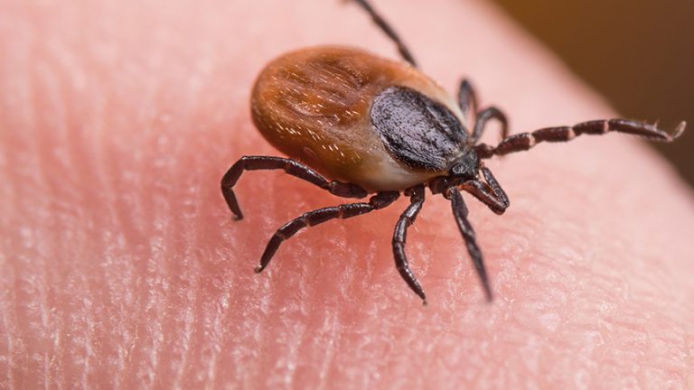 Enfermedad de Lyme: Causas y consecuencias