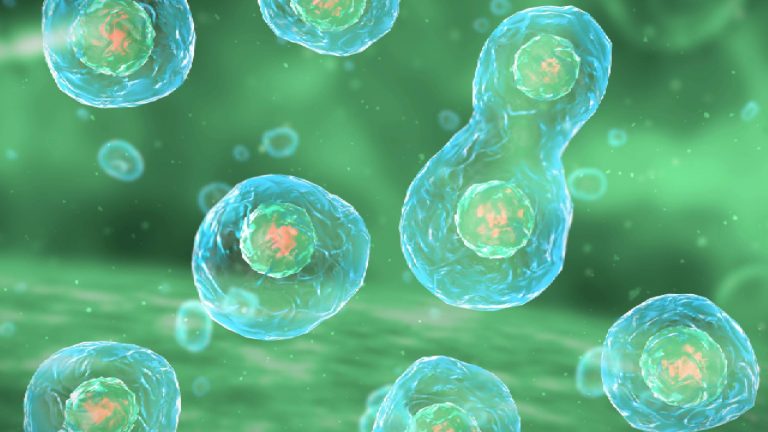 Mitosis | Su importancia en el cuerpo humano