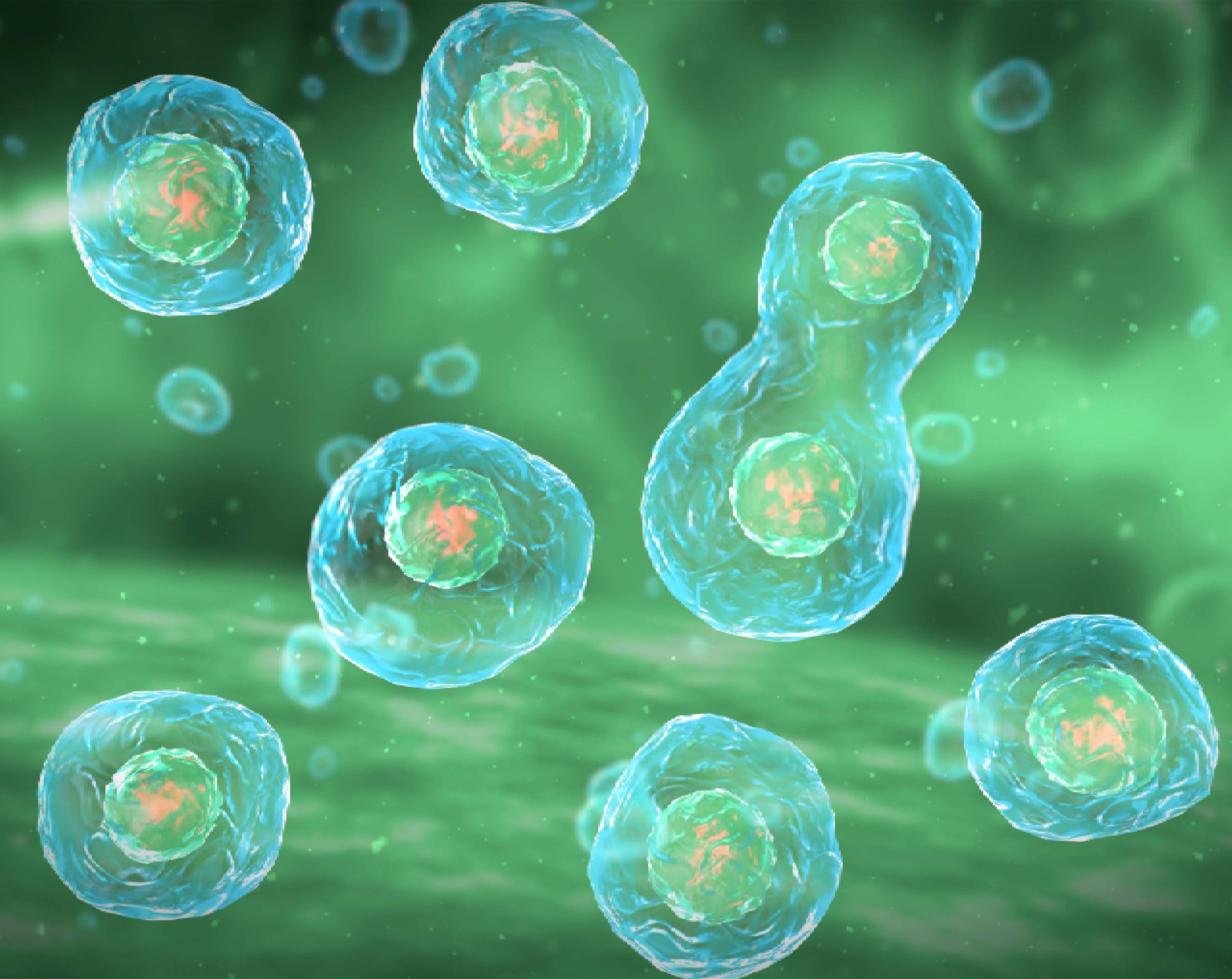mitosis-su-importancia-en-el-cuerpo-humano