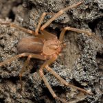 Araña-violinista-dónde-vive-síntomas-y-medidas-de-prevención