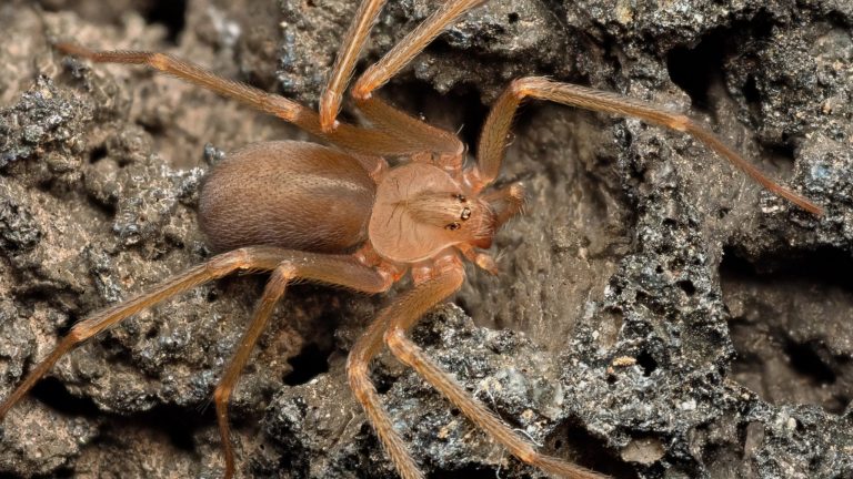 Araña violinista: dónde vive, síntomas y medidas de prevención