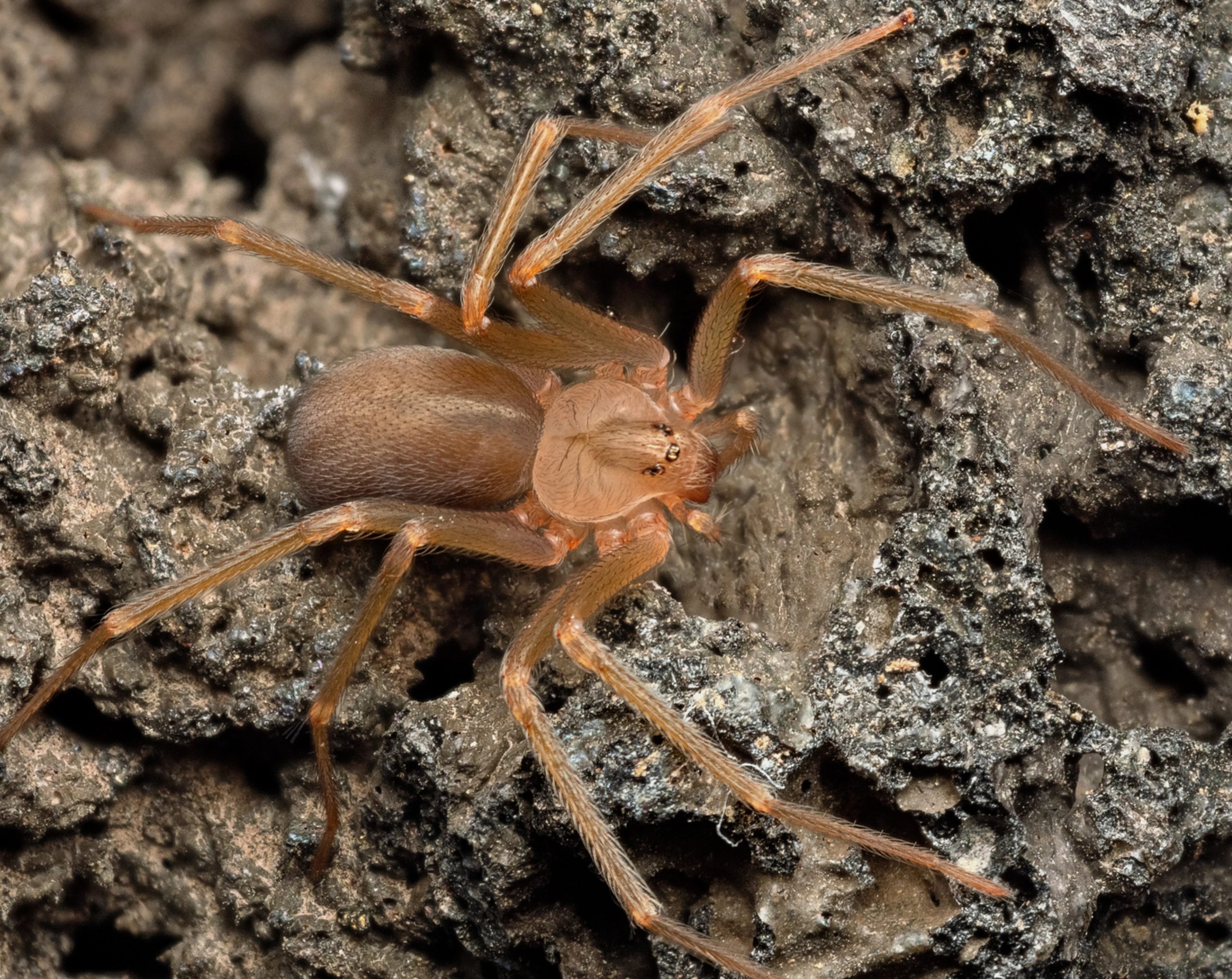Araña-violinista-dónde-vive-síntomas-y-medidas-de-prevención