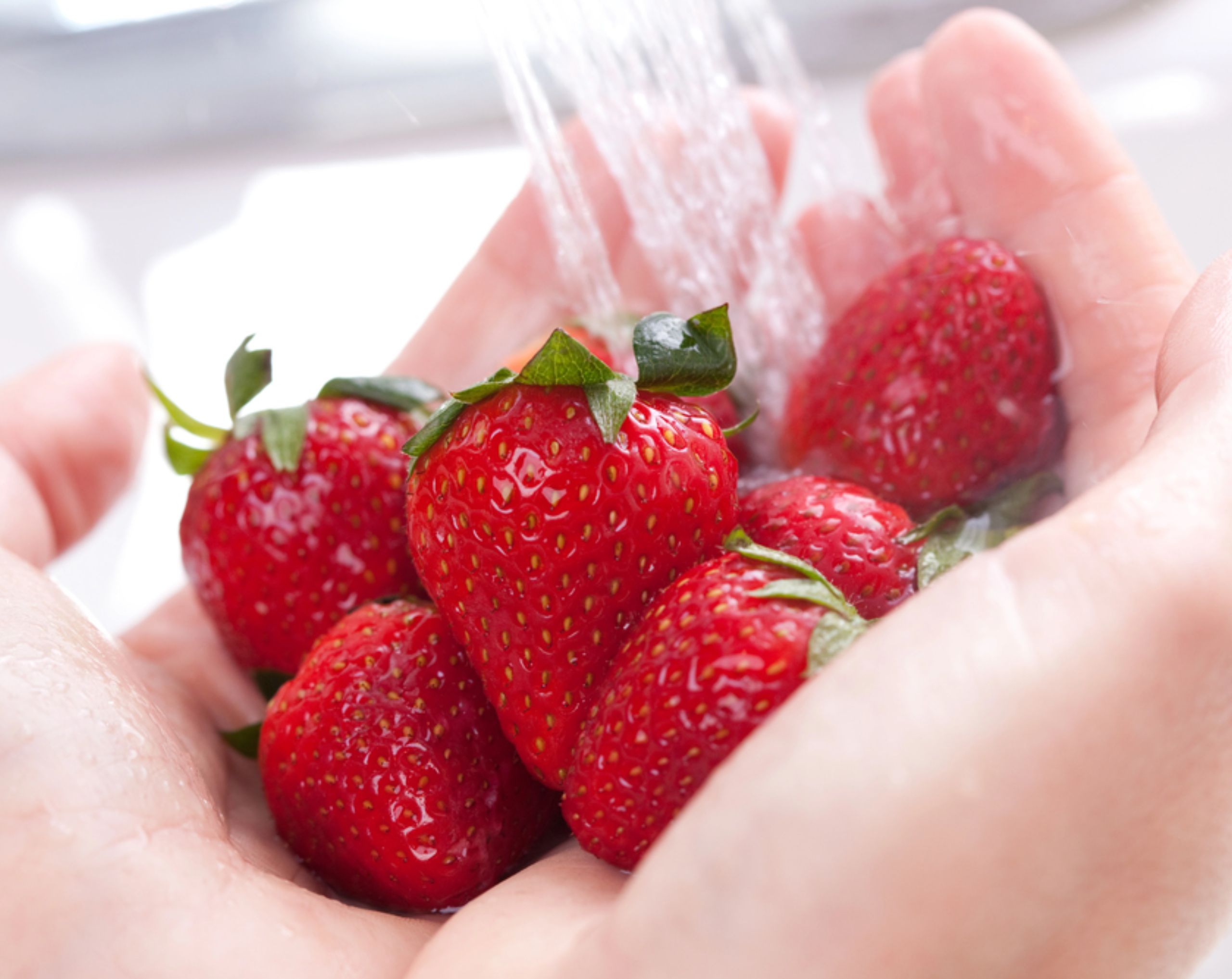 Manos lavan fresas bajo el agua, en representación de las medidas de higiene alimentaria recomendadas para ayudar a reducir el riesgo de infección por el virus Nipah.