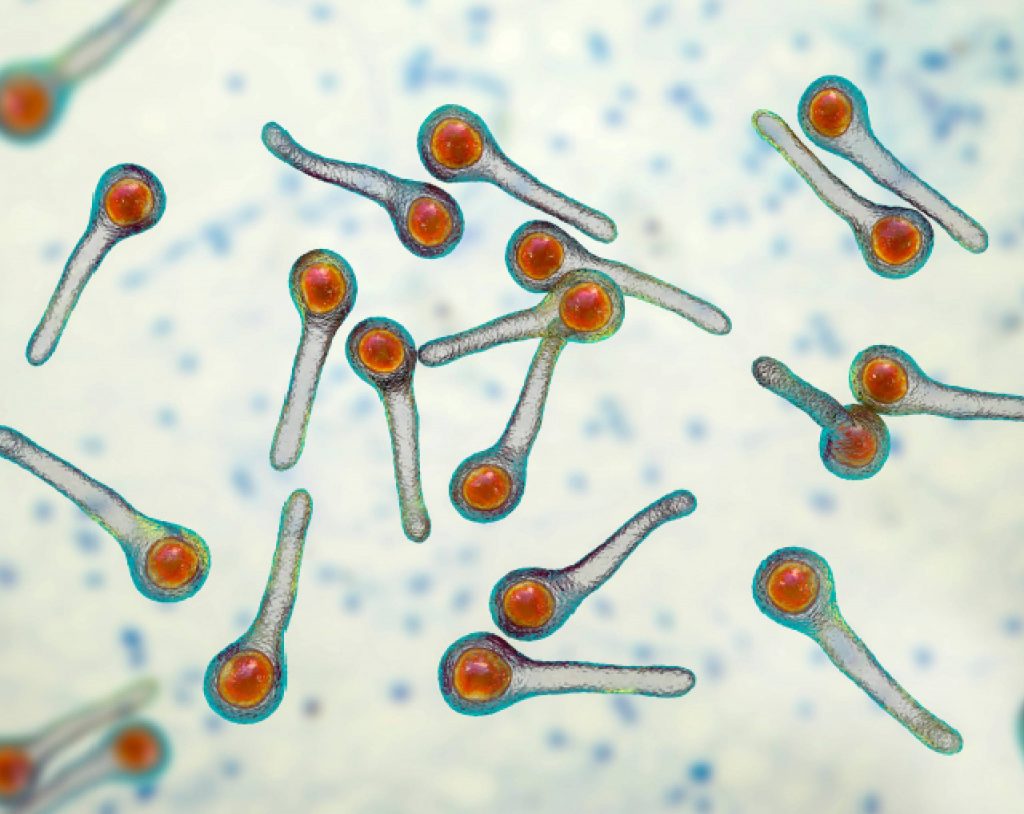 Clostridium-tetani-bacteria-tétanos-infección-vacuna