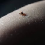 enfermedad-de-lyme-síntomas-y-tratamiento