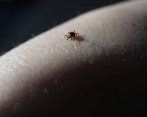 Enfermedad de Lyme | Síntomas y tratamiento