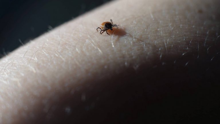 Enfermedad de Lyme | Síntomas y tratamiento