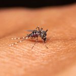 Mosquito del género Anopheles posado sobre la piel humana, responsable de transmitir el paludismo.