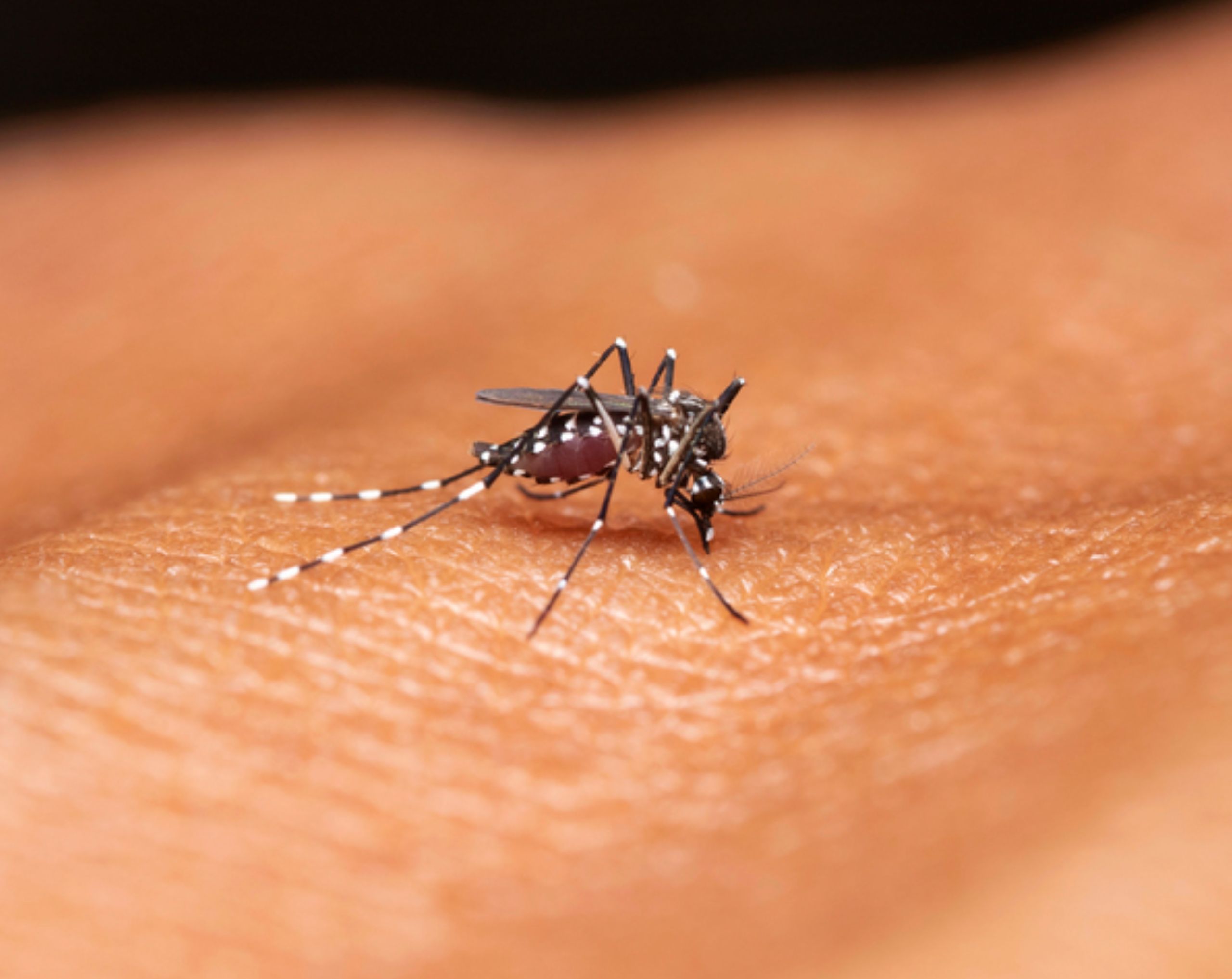 Mosquito del género Anopheles posado sobre la piel humana, responsable de transmitir el paludismo.