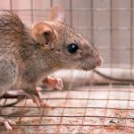 Ratón portador del hantavirus enjaulado