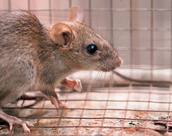 Hantavirus | Enfermedad transmitida por roedores 