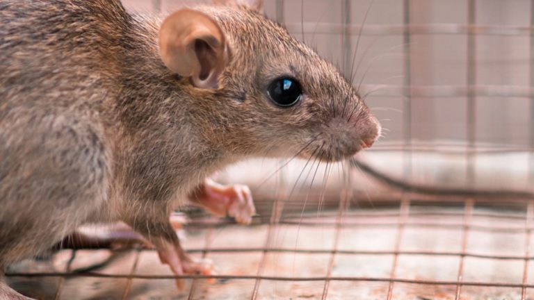 Hantavirus | Enfermedad transmitida por roedores 