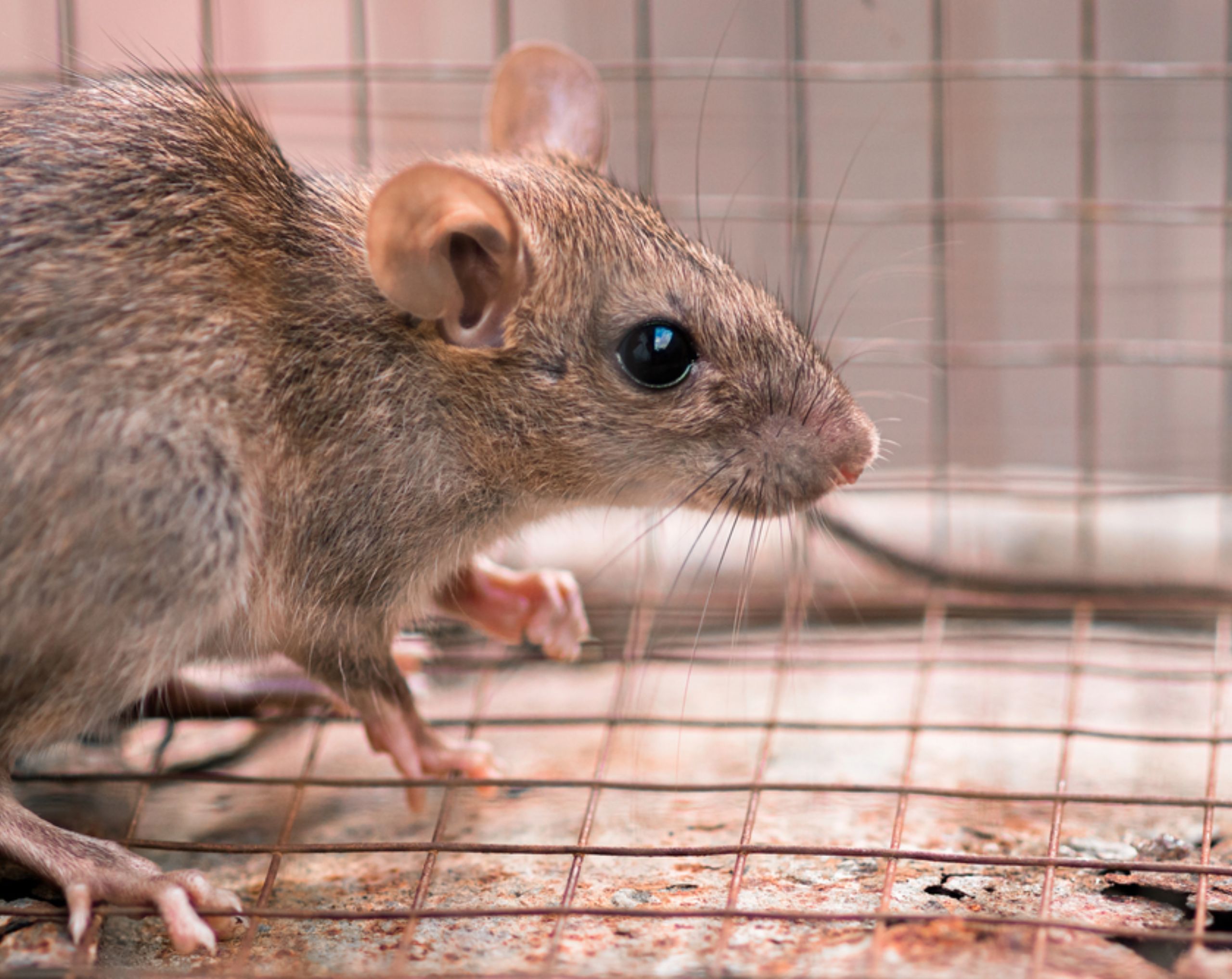 Ratón portador del hantavirus enjaulado