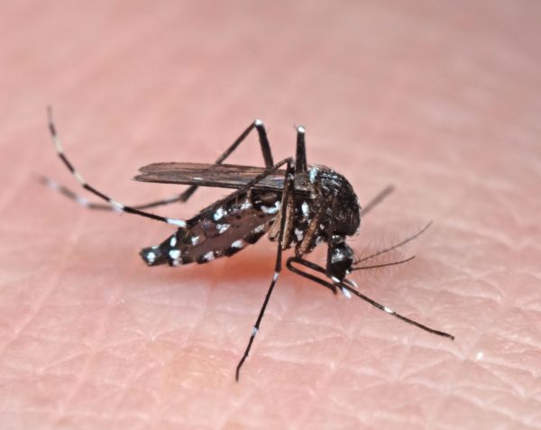  Zika | ¿Cómo se transmite y a quién afecta más?