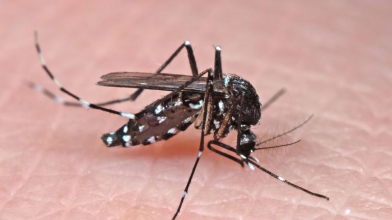  Zika | ¿Cómo se transmite y a quién afecta más?