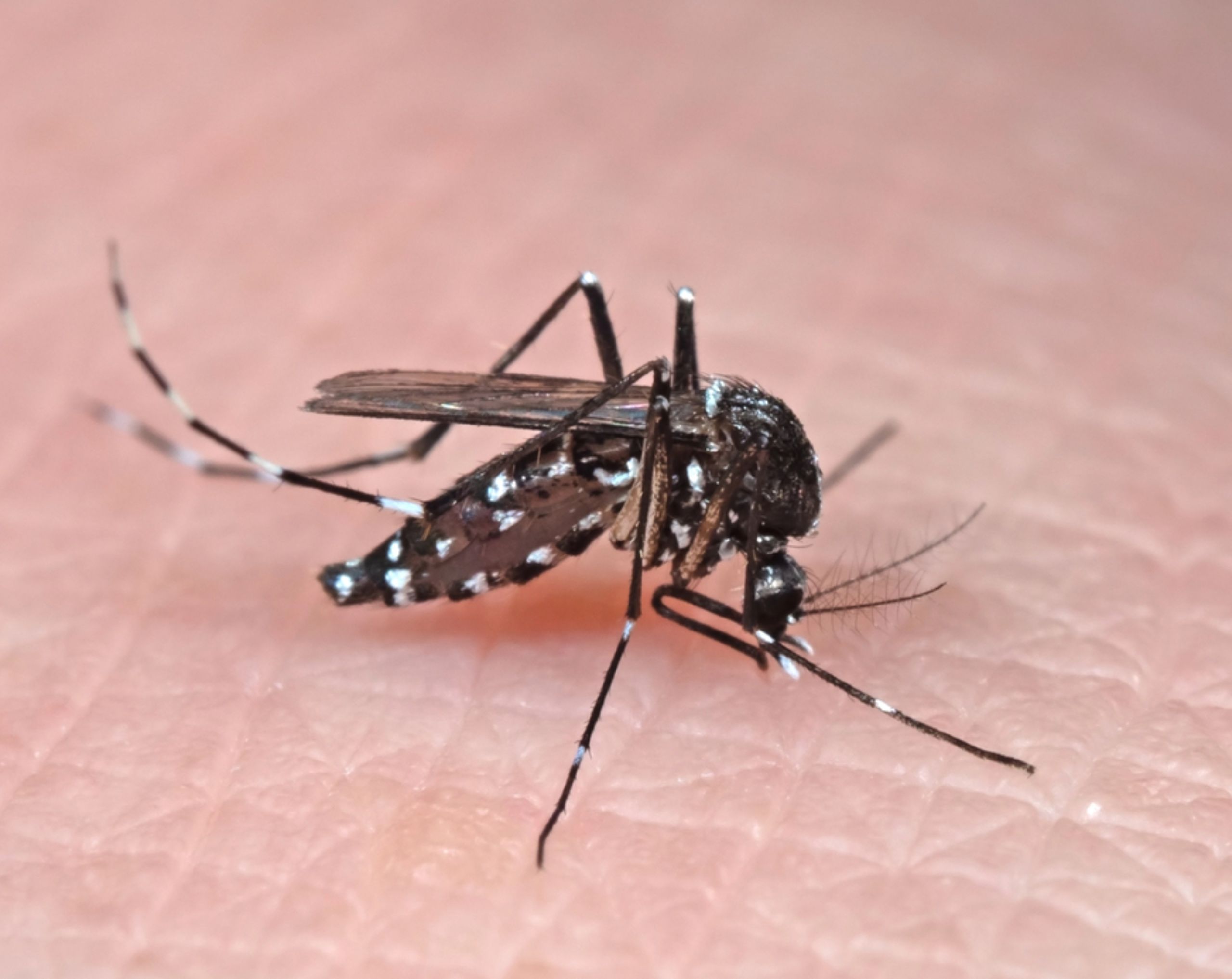 Mosquito Aedes sobre la piel de una persona mientras se alimenta de sangre, transmisor del virus del Zika.