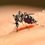 Mosquito Aedes aegypti sobre una mano humana transmiendo el virus del dengue.