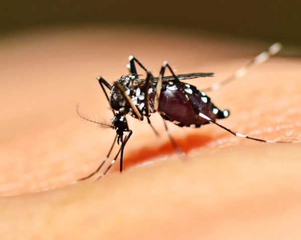 Dengue: qué es, síntomas y cómo prevenirlo