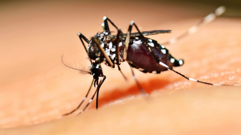Dengue: qué es, síntomas y cómo prevenirlo