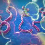 Virus del Ébola en el microscopio, causante de una grave enfermedad en humanos.