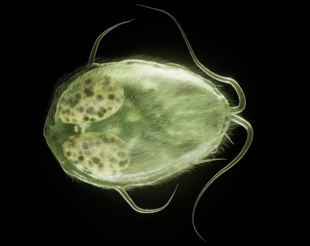Diagrama 3D del parásito Giardia, el cual se puede transmitir al no lavarse las manos adecuadamente.